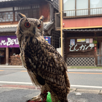 画像244