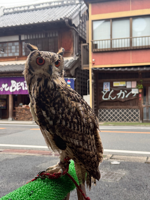 画像244