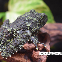 画像274