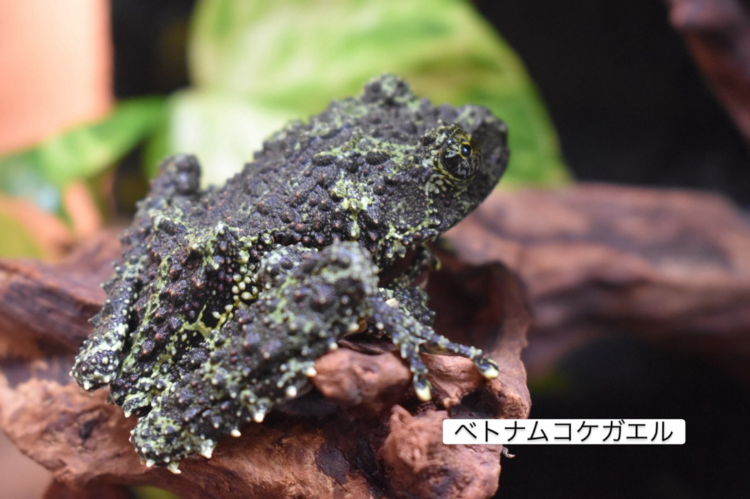 画像274