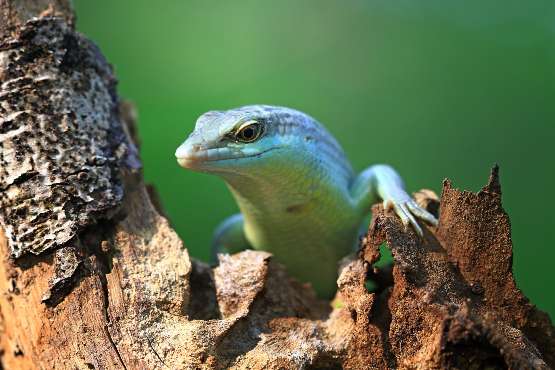 olive-tree-skink-wood_1920x1280
