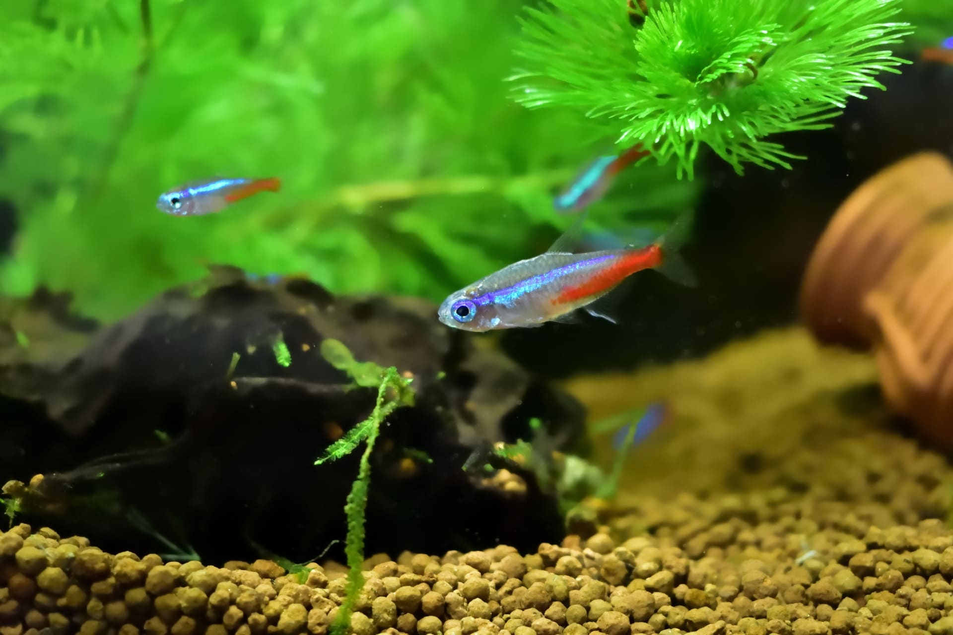 熱帯魚を観察 | 千葉のふれあいパークなら下総生物園