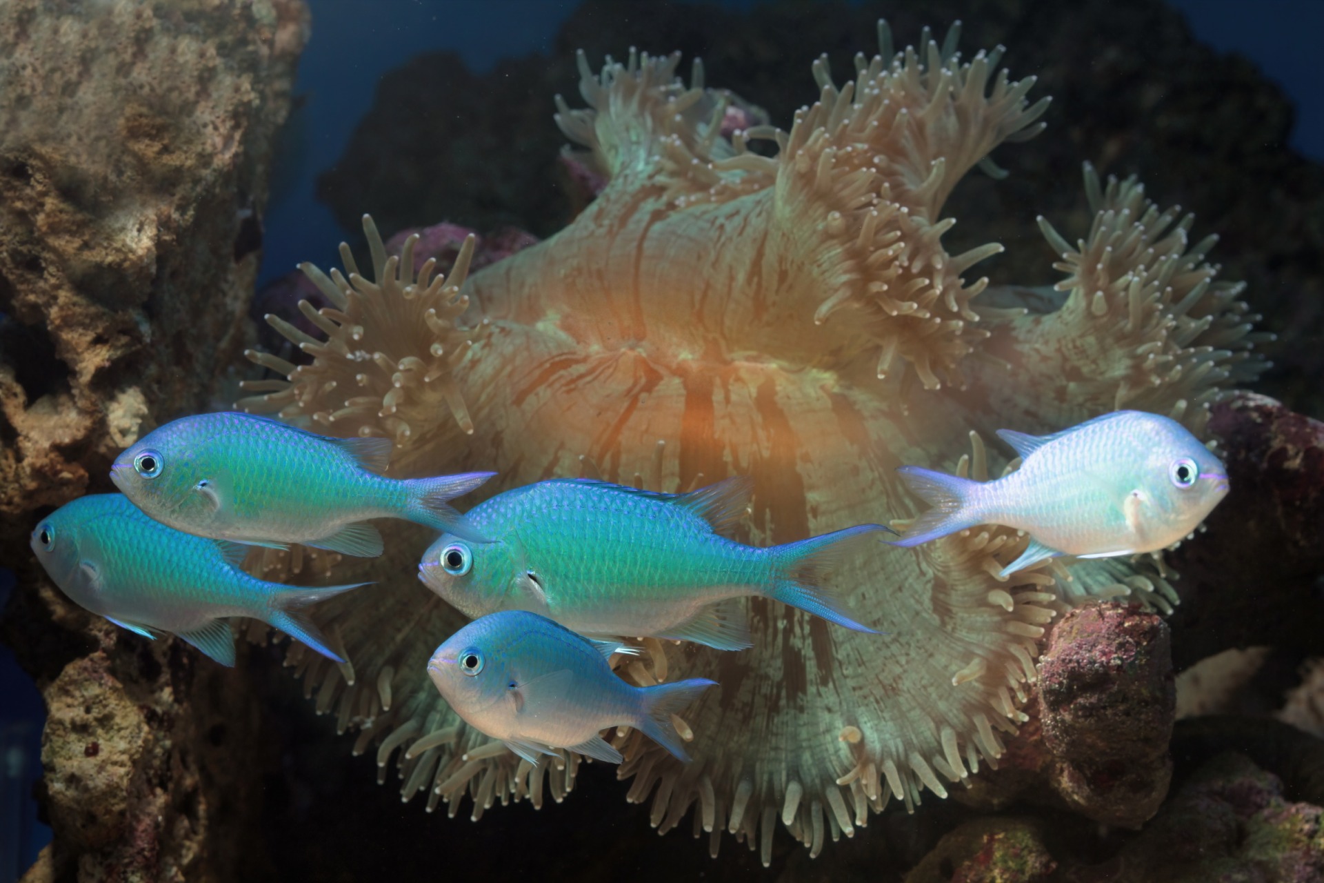 海水魚を展示 | 千葉のふれあいパークなら下総生物園