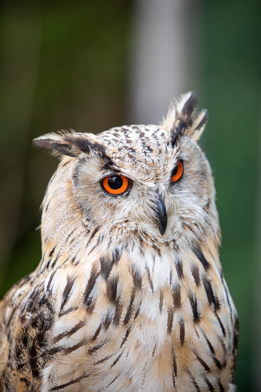 フクロウを展示 | 千葉のふれあいパークなら下総生物園