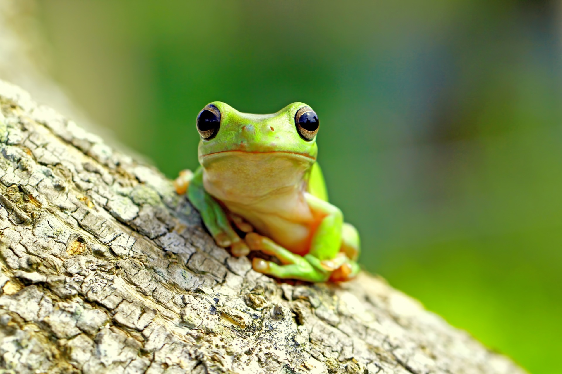 カエルとの出会い | 千葉のふれあいパークなら下総生物園