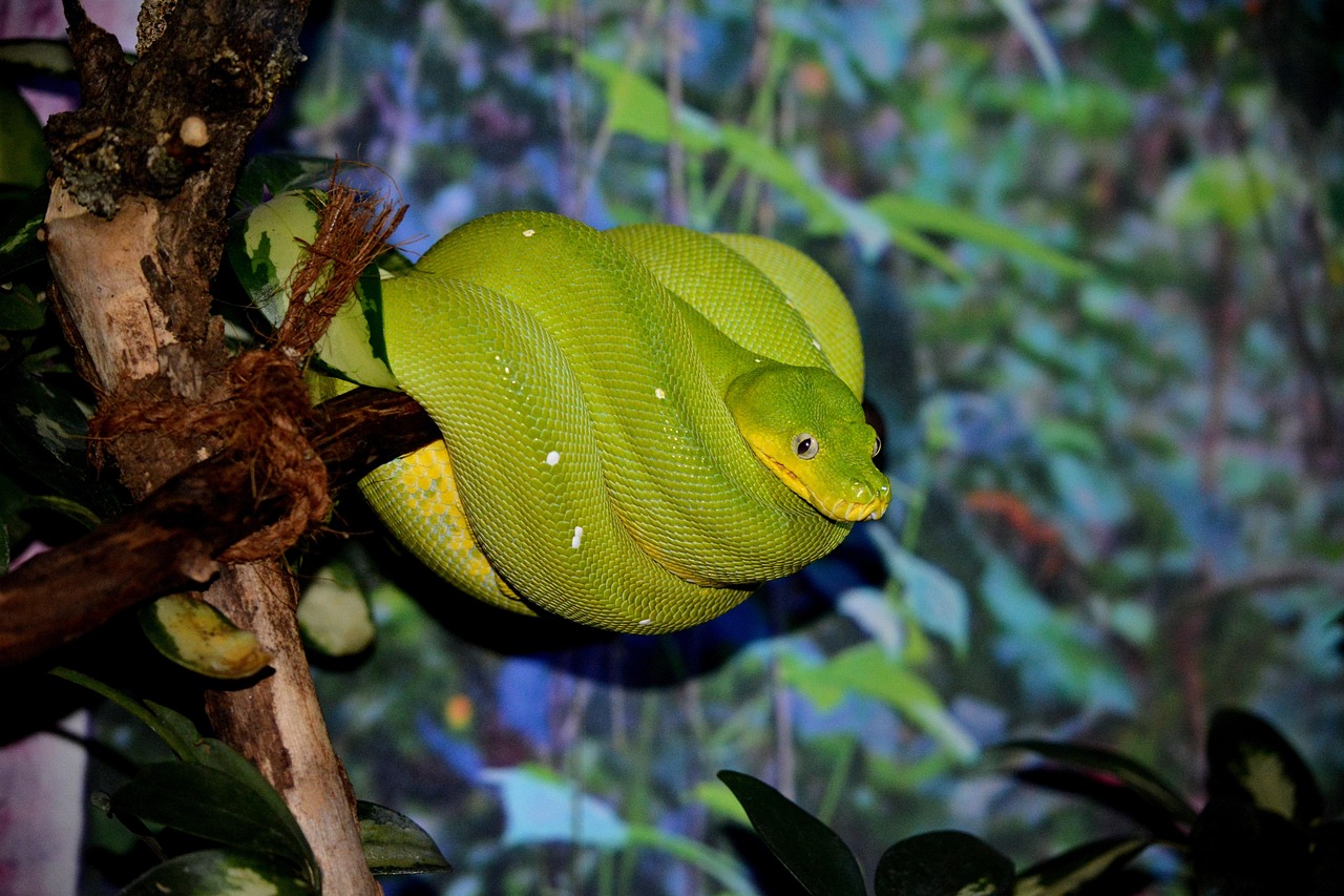 ヘビとコミュニケーション | 千葉のふれあいパークなら下総生物園