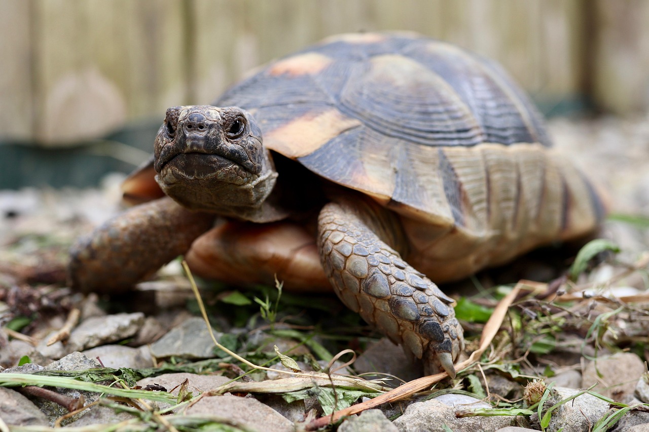 カメを公開 | 千葉のふれあいパークなら下総生物園