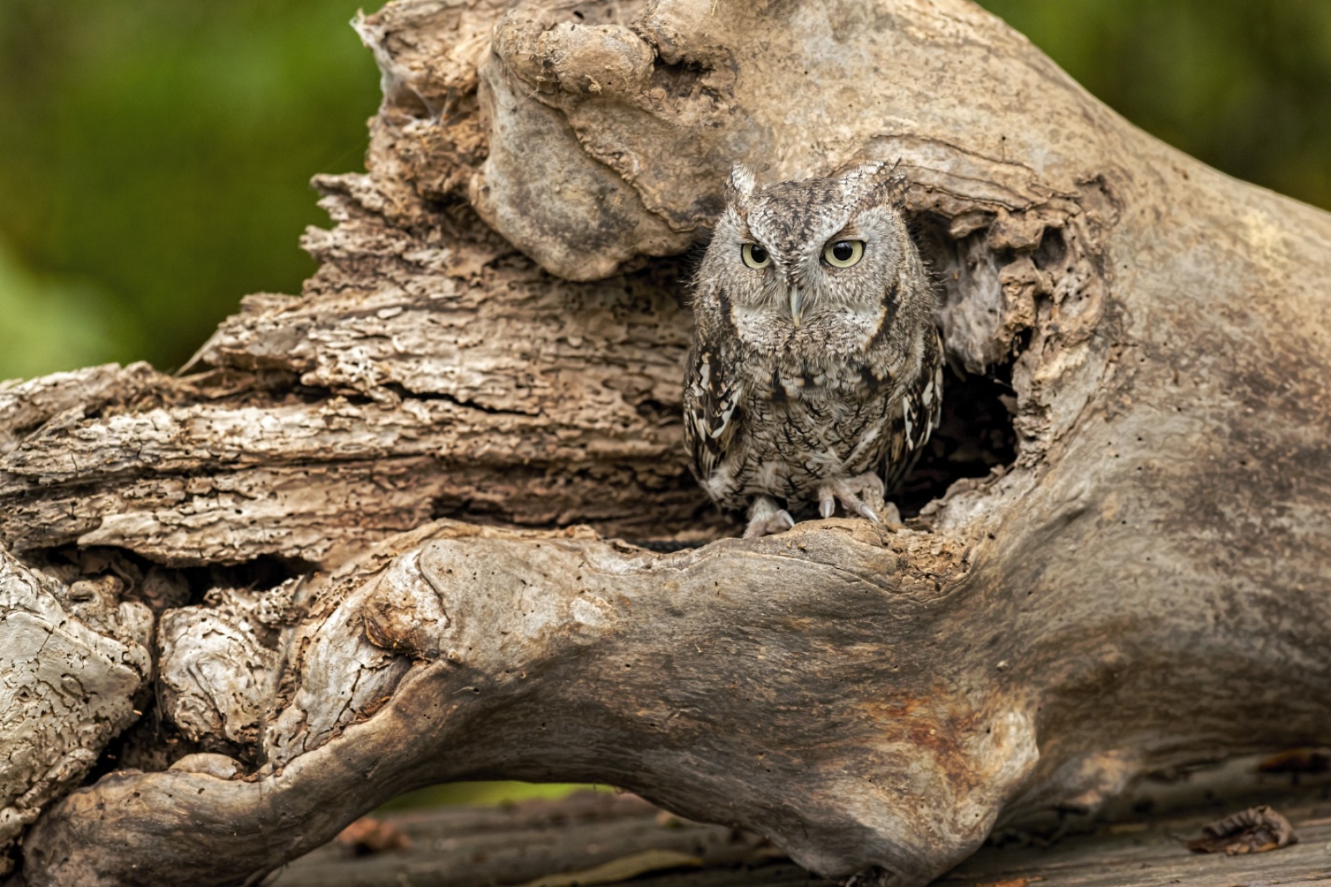 ミミズクをウォッチング | 千葉のふれあいパークなら下総生物園