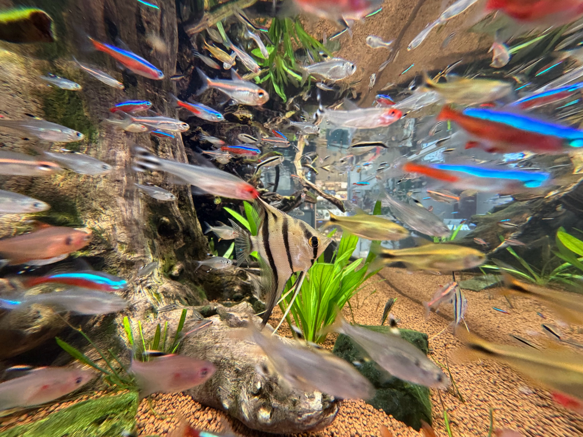 エサやりを体験 | 千葉のふれあいパークなら下総生物園