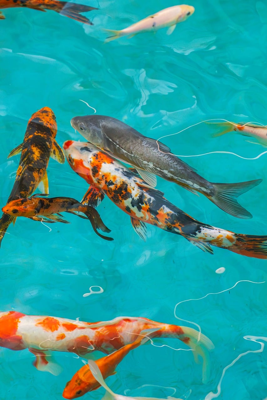 海の生き物エサやり体験