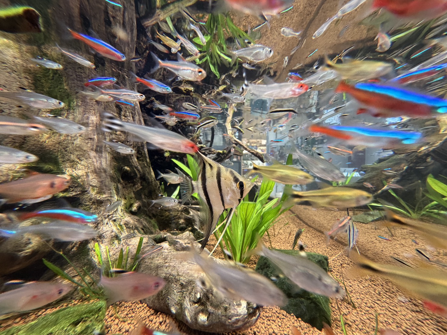 千葉佐原で、熱帯魚のエサやりに夢中！見て、あげて、発見するアクアリウム体験